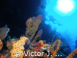 at the edge of the wall in v.j.levels dive site at pargue... by Victor J. Lasanta 